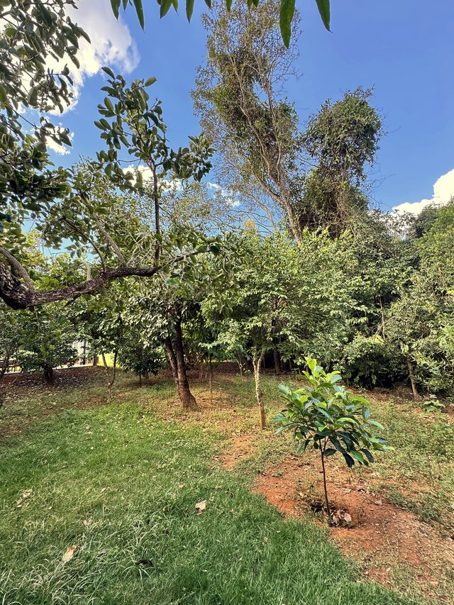 Exterior — Área gramada com canteiros e árvores